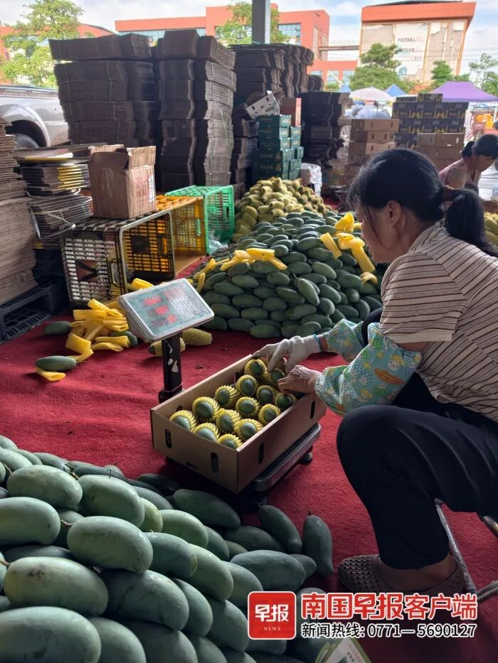 ▲在百色“中国芒果交易中心”，工人忙着分拣当天采摘的桂七芒。
