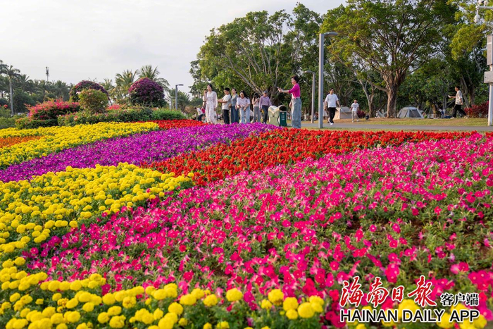 ​市民游客在海口万绿园观赏花海美景。海南日报全媒体记者李天平 摄