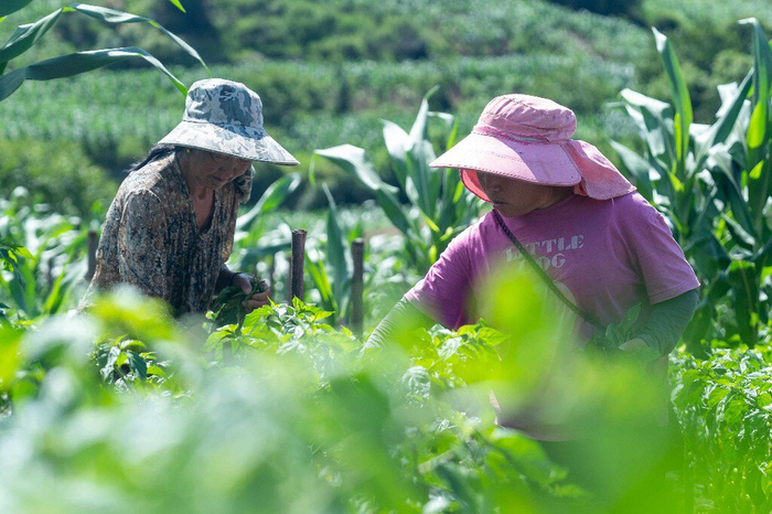 洱源县炼铁乡翠屏村黑潓江沿岸的沙田地里，连片的工业辣椒青绿茂盛，村民们正忙着除草松土、打杈整枝。通讯员 罗新才 罗琳 摄