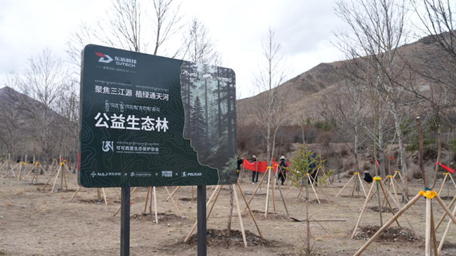 “可可西里·东箭公益生态林”种植时（2026年4月拍摄）