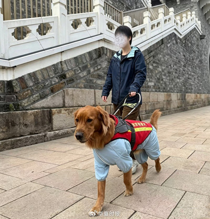 视障人士在导盲犬的引领下去用餐