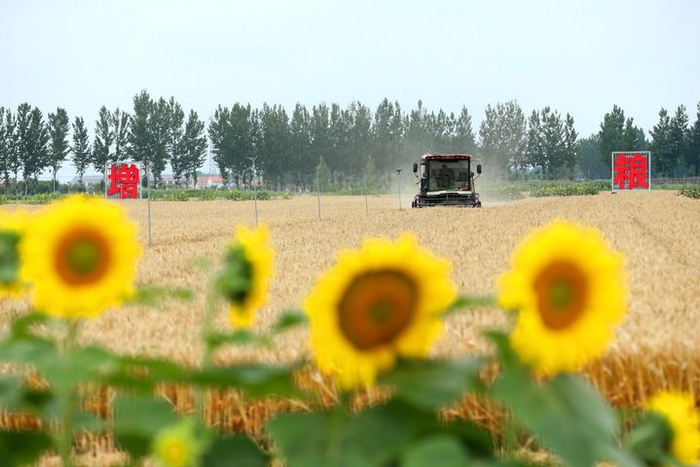 山东省青岛春秋永旺种植专业合作社的农民驾驶农机收获小麦（2026年6月19日摄）。新华社发（梁孝鹏摄）