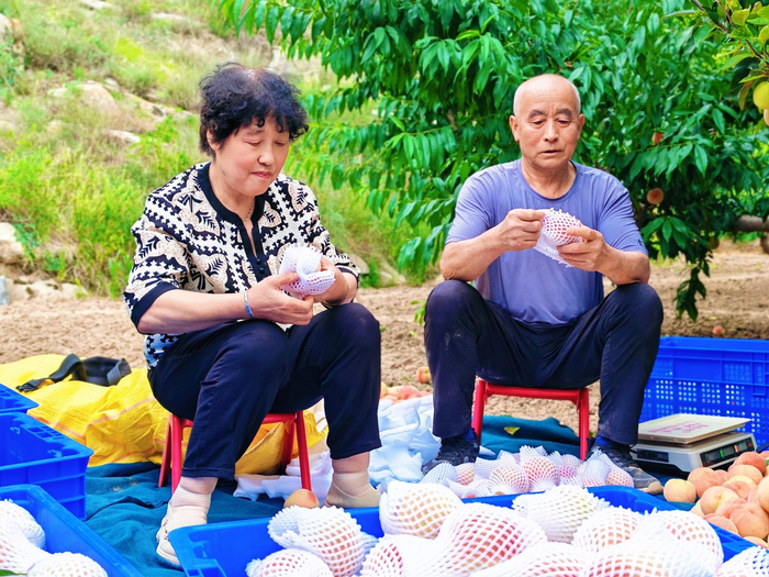 村民在田间地头采摘装箱（皋兰县融媒体中心供图）