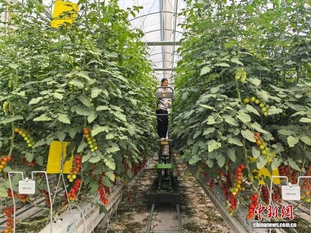 图为工作人员站在作业车上，穿行于番茄种植垄间。张彧摄