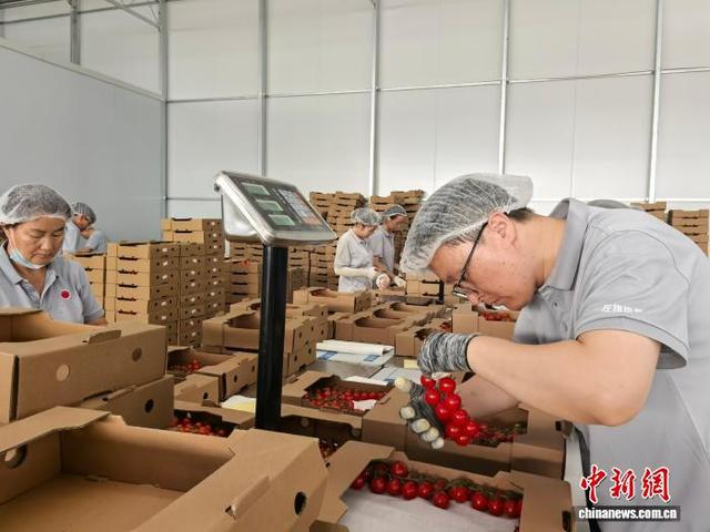 图为工作人员将番茄打包装箱。张彧摄