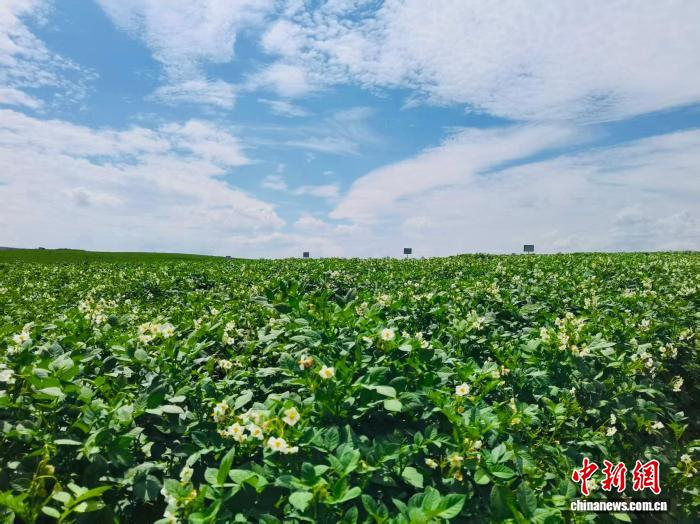 8月6日，位于河北省承德市围场满族蒙古族自治县的御道口马铃薯品种展示基地。　李敬冉 摄