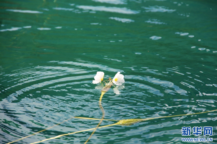泸沽湖中的海菜花（8月5日摄）。新华网发（和新兰 摄）
