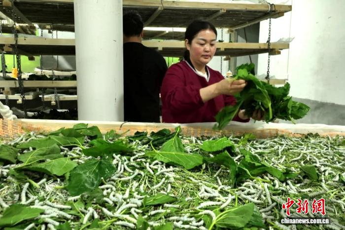 图为民众正在养蚕。邓先根 摄