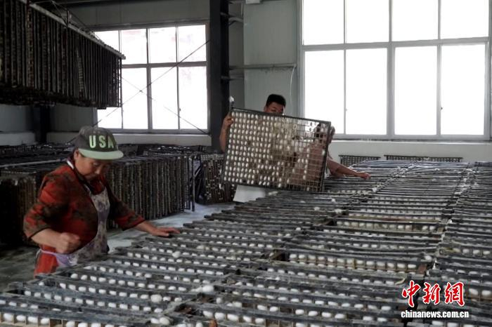 图为镇巴县民众正在整理蚕茧。邓先根 摄