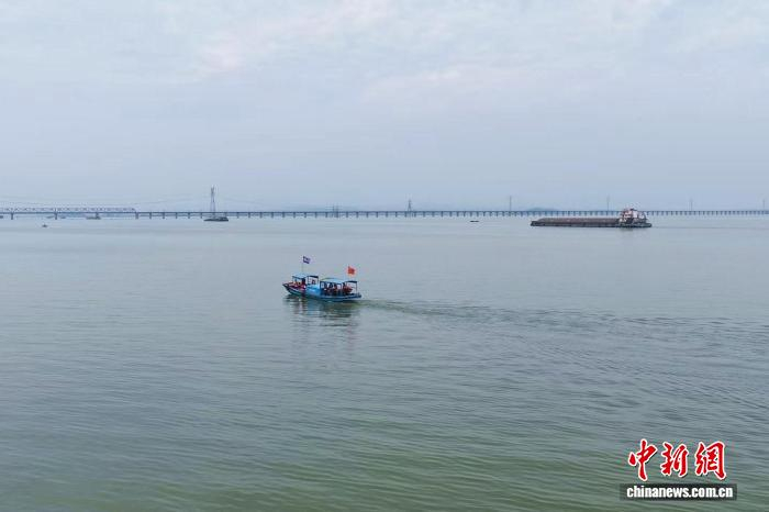 图为在江西省九江市湖口县，江豚协助巡护队开展日常巡护工作。(资料图)王林华 摄