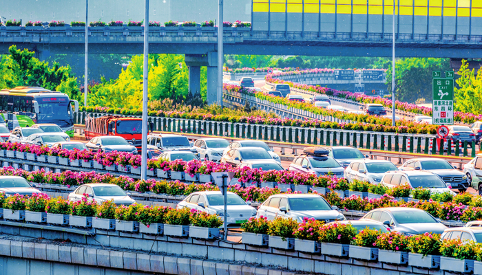北京东四环四惠桥月季花带 （2026 年 5 月 12 日摄） 受访单位供图