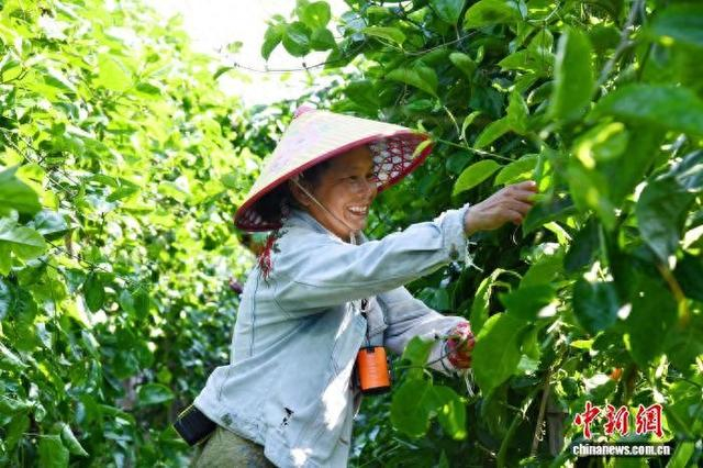 图为农户在农场疏剪百香果藤蔓。陈文宝 摄