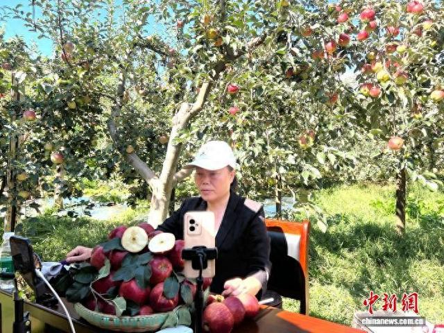8月14日，主播在昭通市昭阳区洒渔镇苹果种植基地直播。时文枝 摄