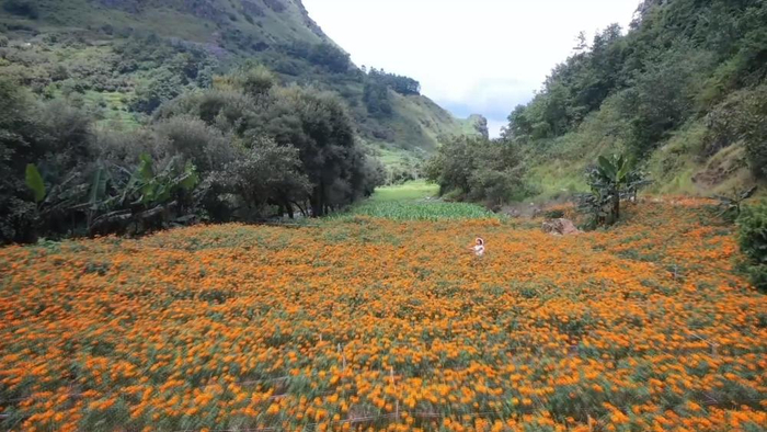 新华视点｜特色产业铺就百姓致富路(含视频)_手机新浪网