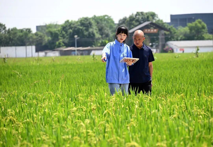 王伶俐和父亲在田间工作