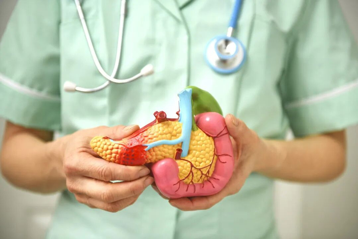 图为胰腺模型