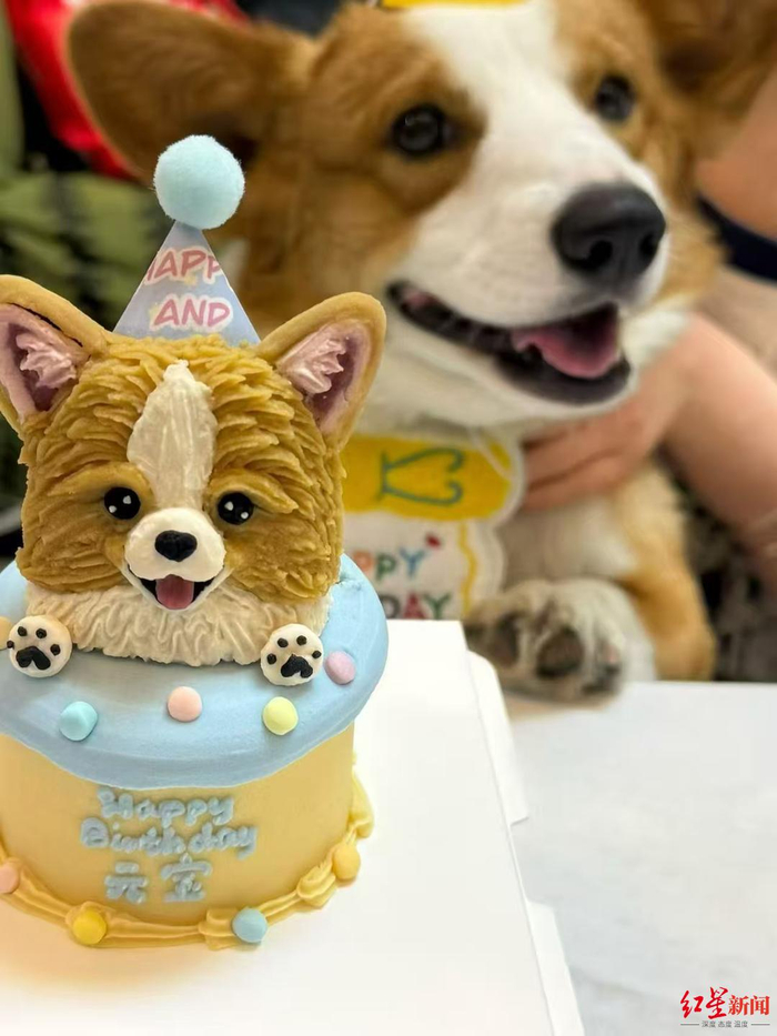 ▲莱宠生活馆的头像款宠物生日蛋糕