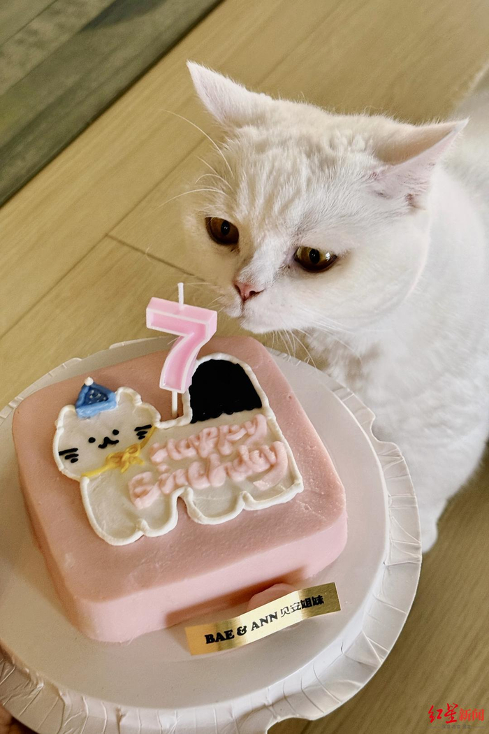 ▲贝安姐妹宠物鲜食定制的宠物生日蛋糕