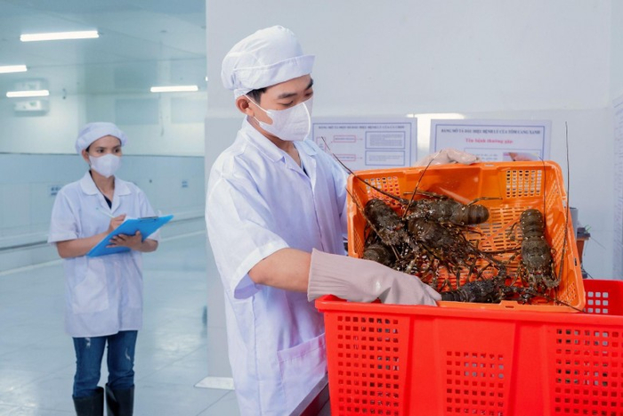 KLC Seafood 工作人员在发货前对鲜活龙虾进行质量检查和分级。图片来源:KLC Seafood。
