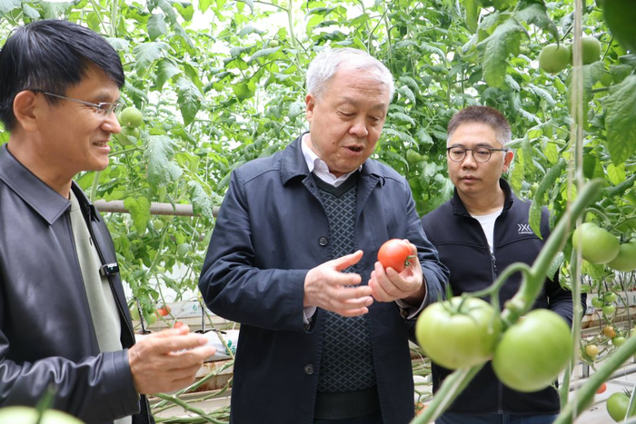 全国政协委员李宝聚（左）在山东省临沂市兰陵县一农业生产合作社查看西红柿生长情况。图源：人民政协报