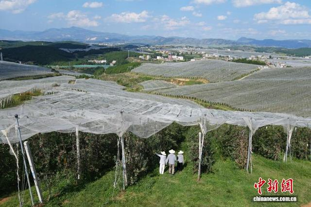 图为9月8日，昭通超越农业有限公司基地，技术员在苹果地里工作。中新社记者 刘冉阳 摄