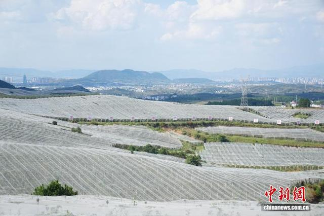 图为9月8日，昭通超越农业有限公司基地一景。中新社记者 刘冉阳 摄 