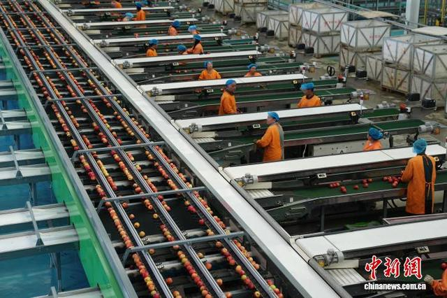 图为9月8日，昭通超越农业有限公司基地，工作人员在分选线上忙碌。中新社记者 刘冉阳 摄 