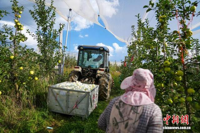 图为9月8日，昭通超越农业有限公司基地，农户在苹果地里忙碌。中新社记者 刘冉阳 摄 