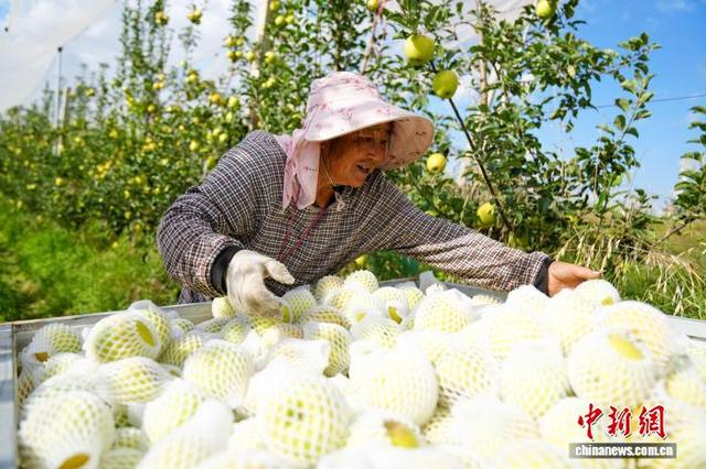 图为9月8日，昭通超越农业有限公司基地，农户采摘苹果。中新社记者 刘冉阳 摄 