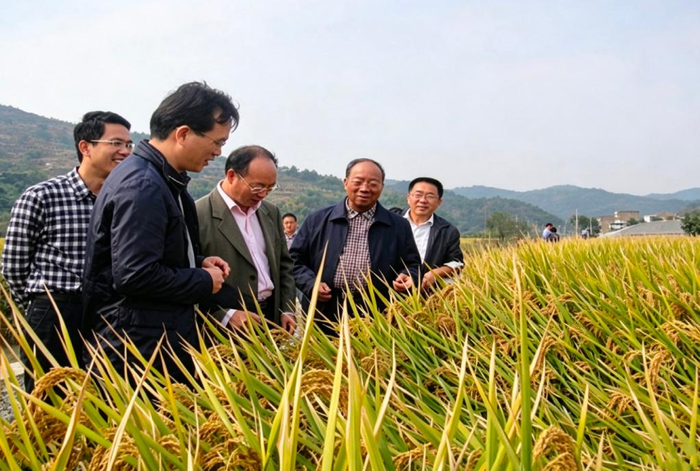 2015年，浙江宁海，谢华安专家组对籼粳杂交稻春优927验收，平均亩产1015公斤。沈阳农业大学供图