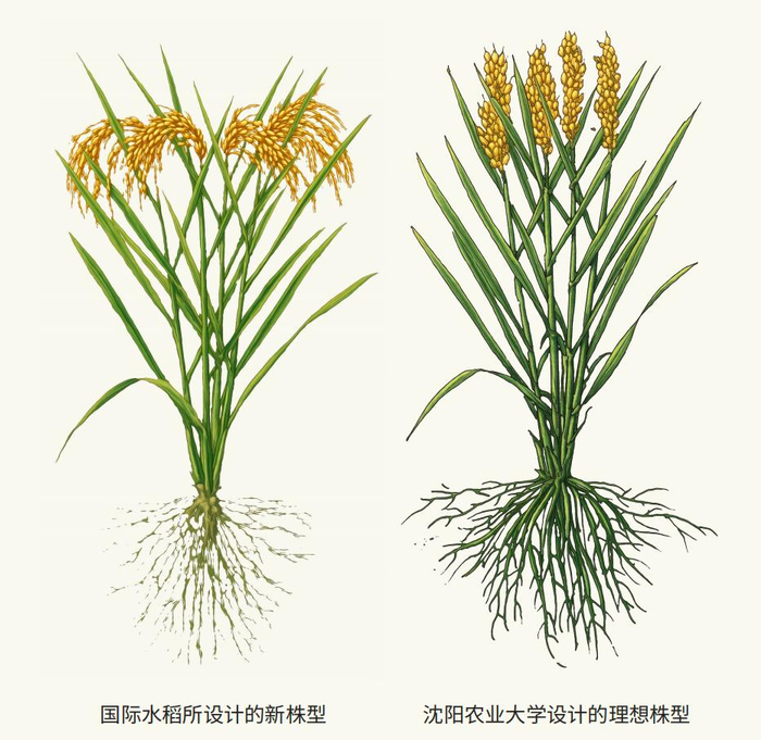 沈阳农业大学设计的理想株型（右）。沈阳农业大学供图