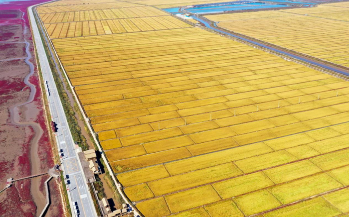 超级稻沈农265辽宁盘锦大面积试验示范现场。沈阳农业大学供图