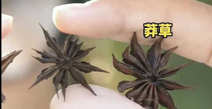 女子超市买八角香料炖肉 孩子却数出13个角 竟有剧毒！