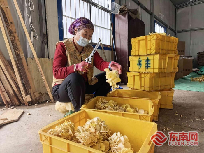 当地农民在分拣菌菇。