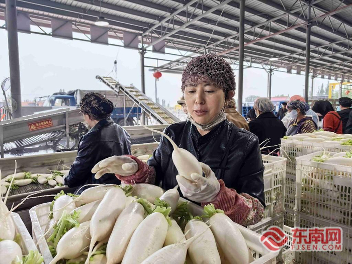 当地农民在分拣萝卜。