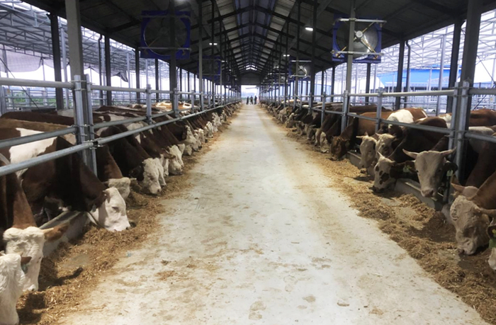 ▲淮北市分行支持肉牛育肥标准养殖场建设