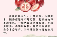 蔓越莓：莓凝丹色 守正拒腐