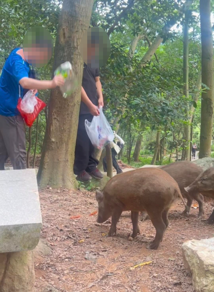 ▲钟先生发布的野猪讨食视频截图