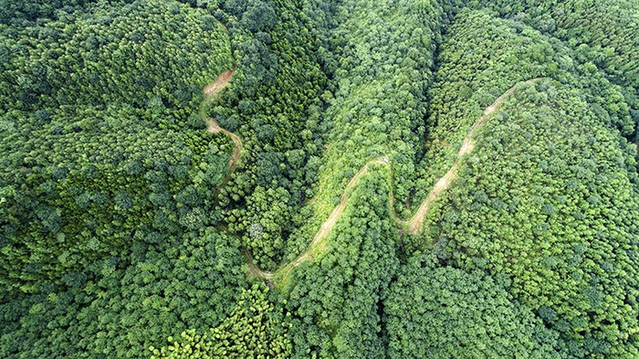 旌德山间林地，满目青翠。旌德县委宣传部供图
