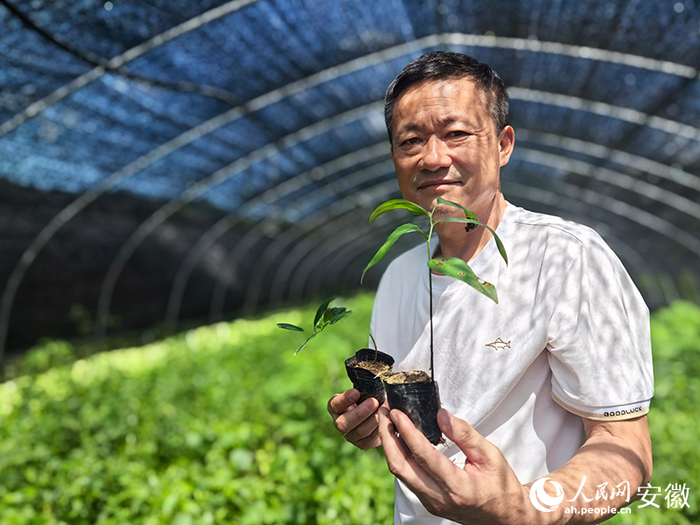 在育秧大棚，张文革捧着精心栽培的黄精幼苗。人民网记者 汪瑞华摄