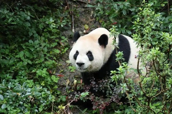 “平平”（图源：成都大熊猫繁育研究基地）