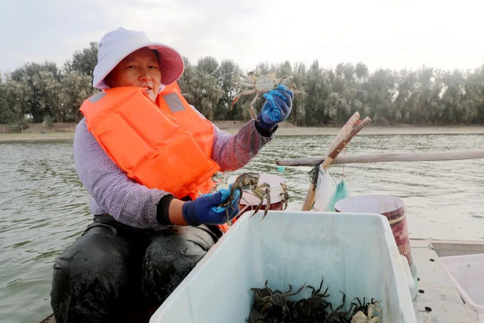 新疆莎车县的水库养蟹基地——“南蟹北养”，蟹已经养到了叶尔羌河畔（图源：莎车零距离）