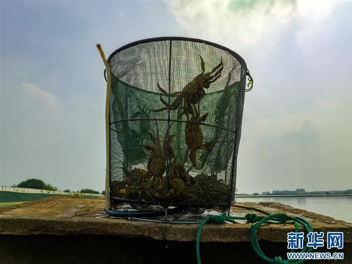 兴化大闸蟹丰收上市（图源：新华网）