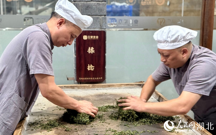 恩施玉露制作车间，工人正在揉捻茶叶。人民网记者 周恬摄