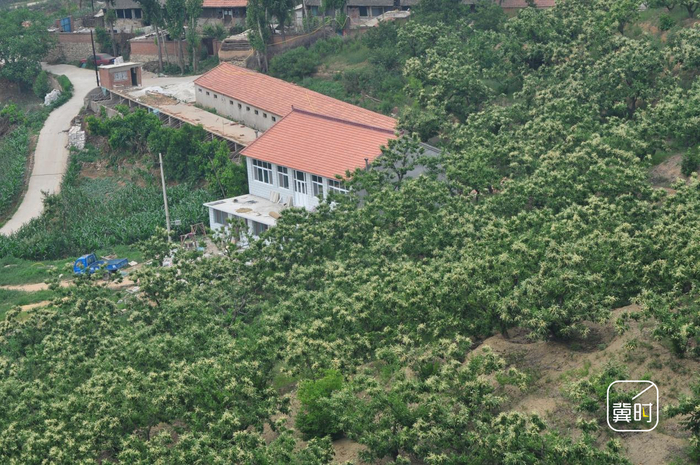 宽城满族自治县栗树规模化种植
