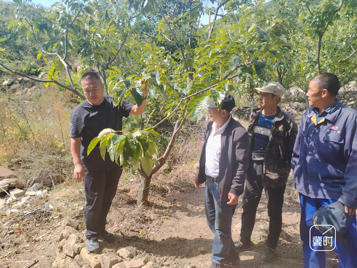 承德市宽城满族自治县农业农村局经济作物站站长商贺利（左一）在栗园里向村民讲解剪枝技巧