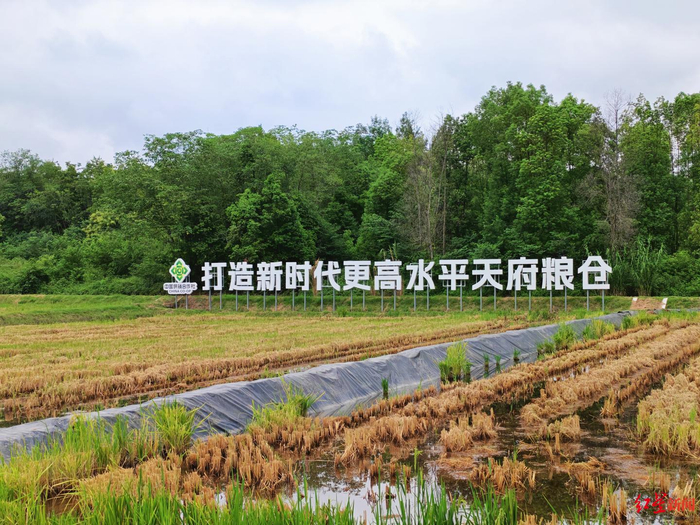▲东部新区东山农场