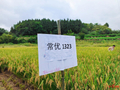 亩产852公斤！成都东部新区水稻丰收“破纪录”