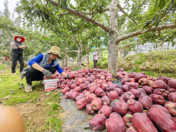 图为当地群众在天水市麦积区南山花牛苹果基地采摘苹果。经济日报记者 陈发明摄