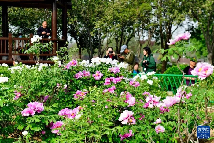 菏泽曹州牡丹园，牡丹盛开时的国色天香。